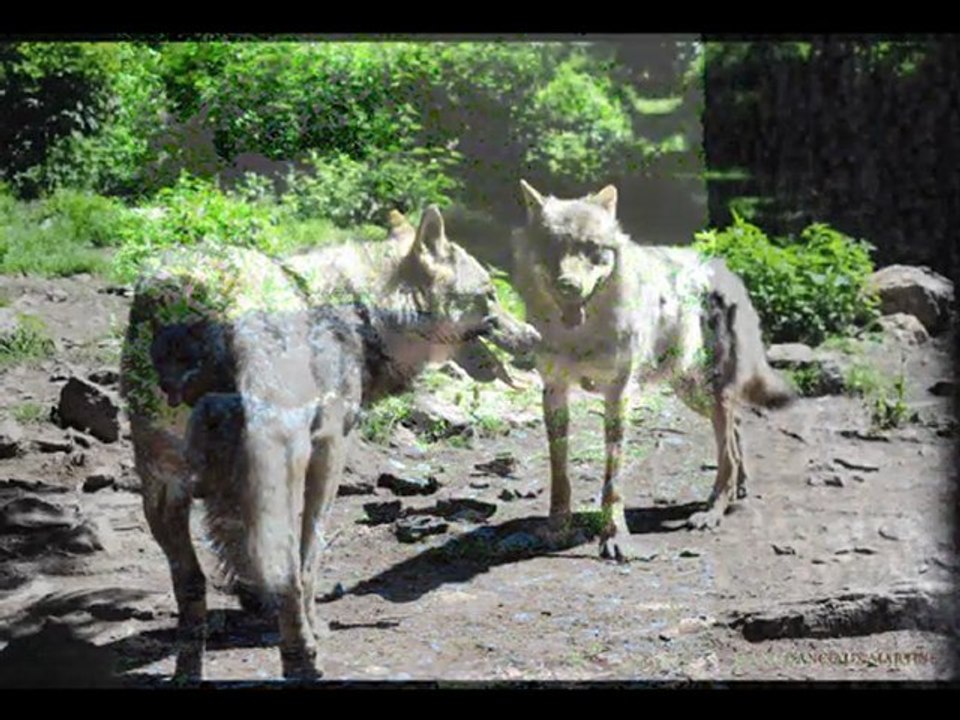 ©LES LOUPS MARTINE ANCIAUX©.wmv TELEVISION