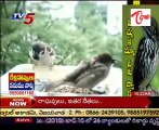 India losing House Sparrows - Help to Sparrows