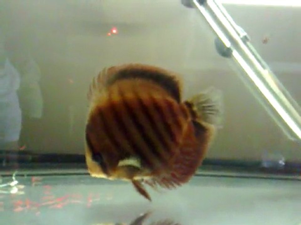 Jour 7 Hôpital 80L Repas 1