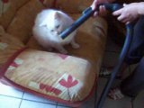 chat avec un aspirateur lol