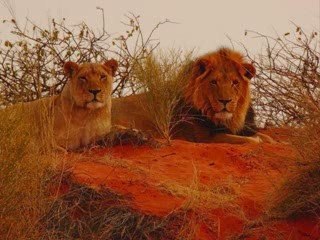 Animaux sauvages emblématiques