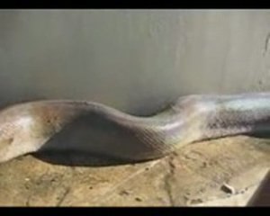 Long long long trés long Python