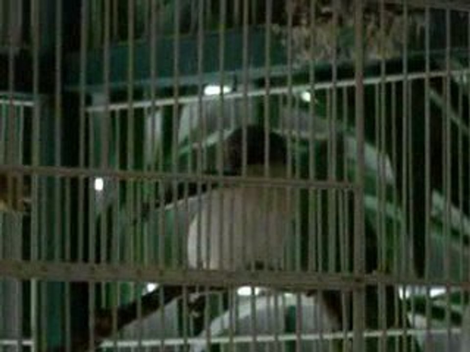 diamants de gould