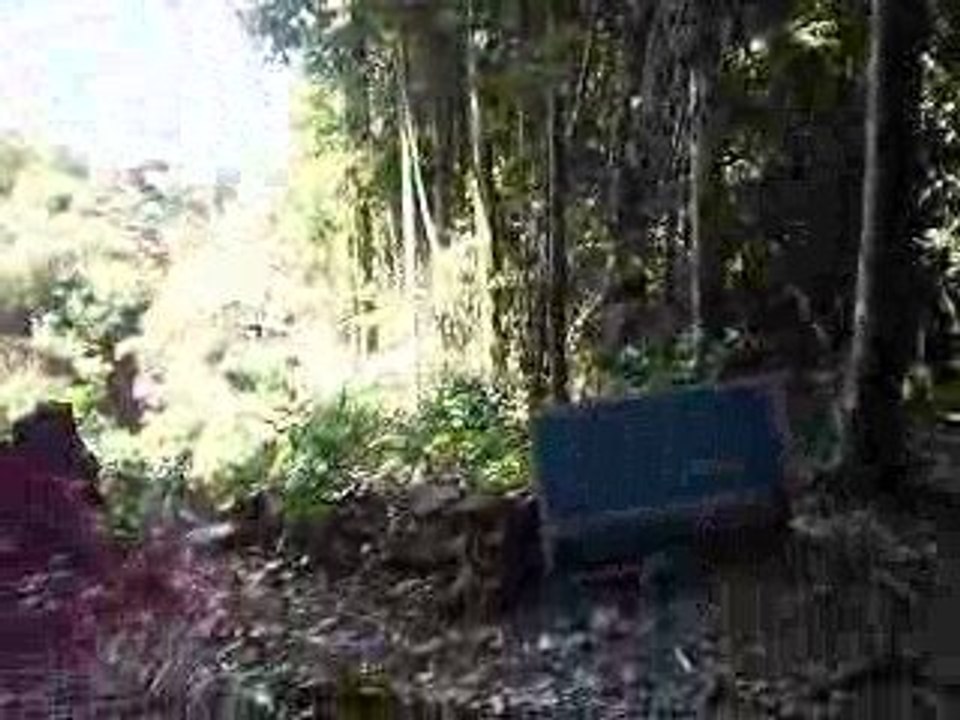 Rencontre avec une bestiole chelou de la jungle...
