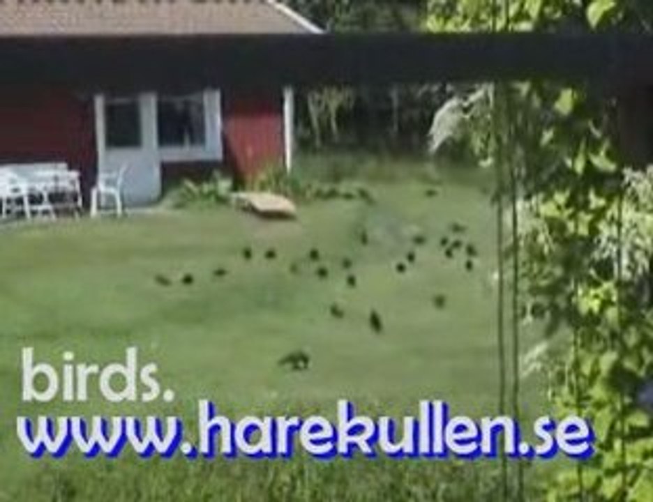 Kajor - Birds in Sweden