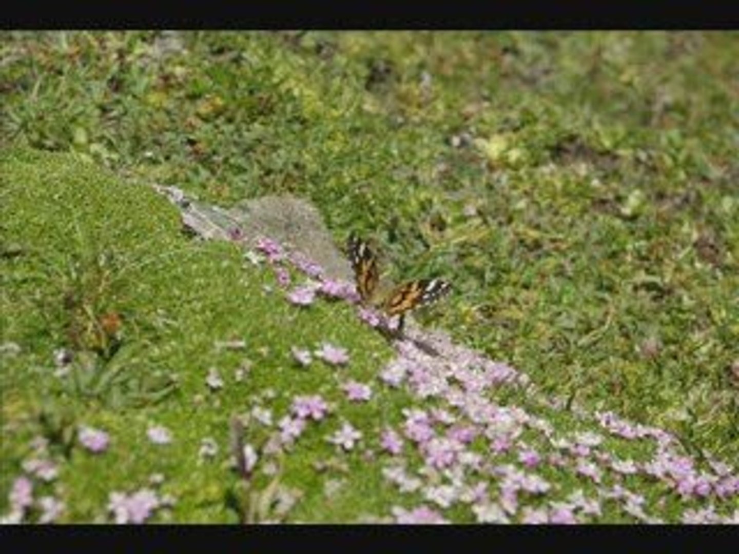 Champsaur Randonnée