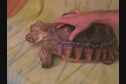 Ivan the African Clawed Tortoise