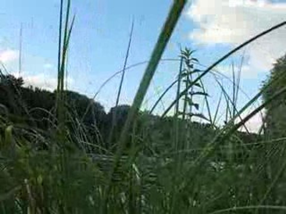le vent dans les herbes