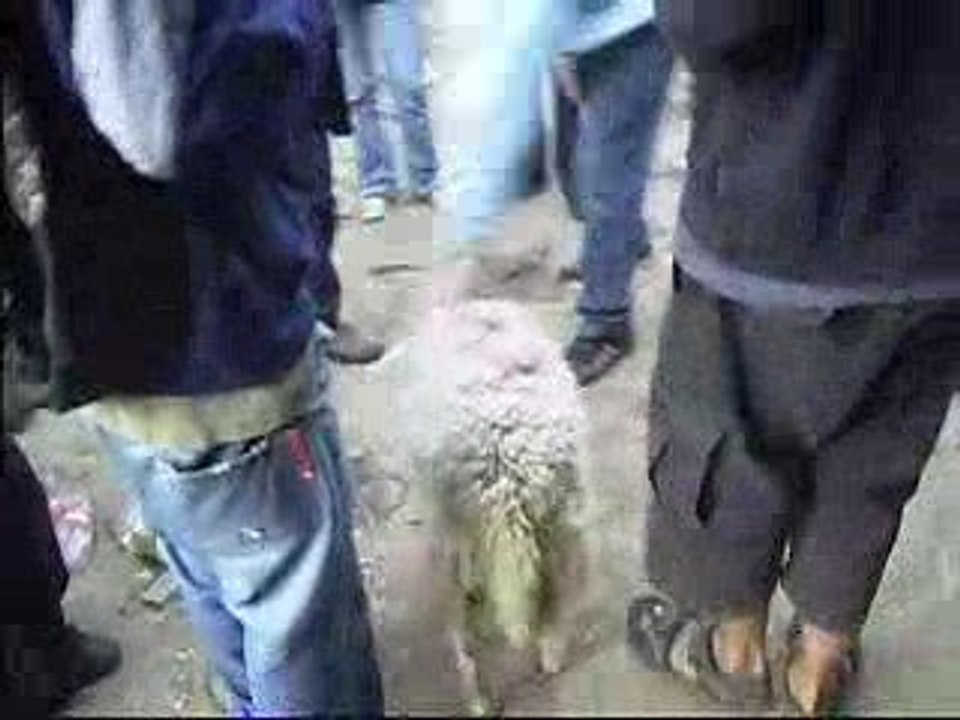 mouton en free