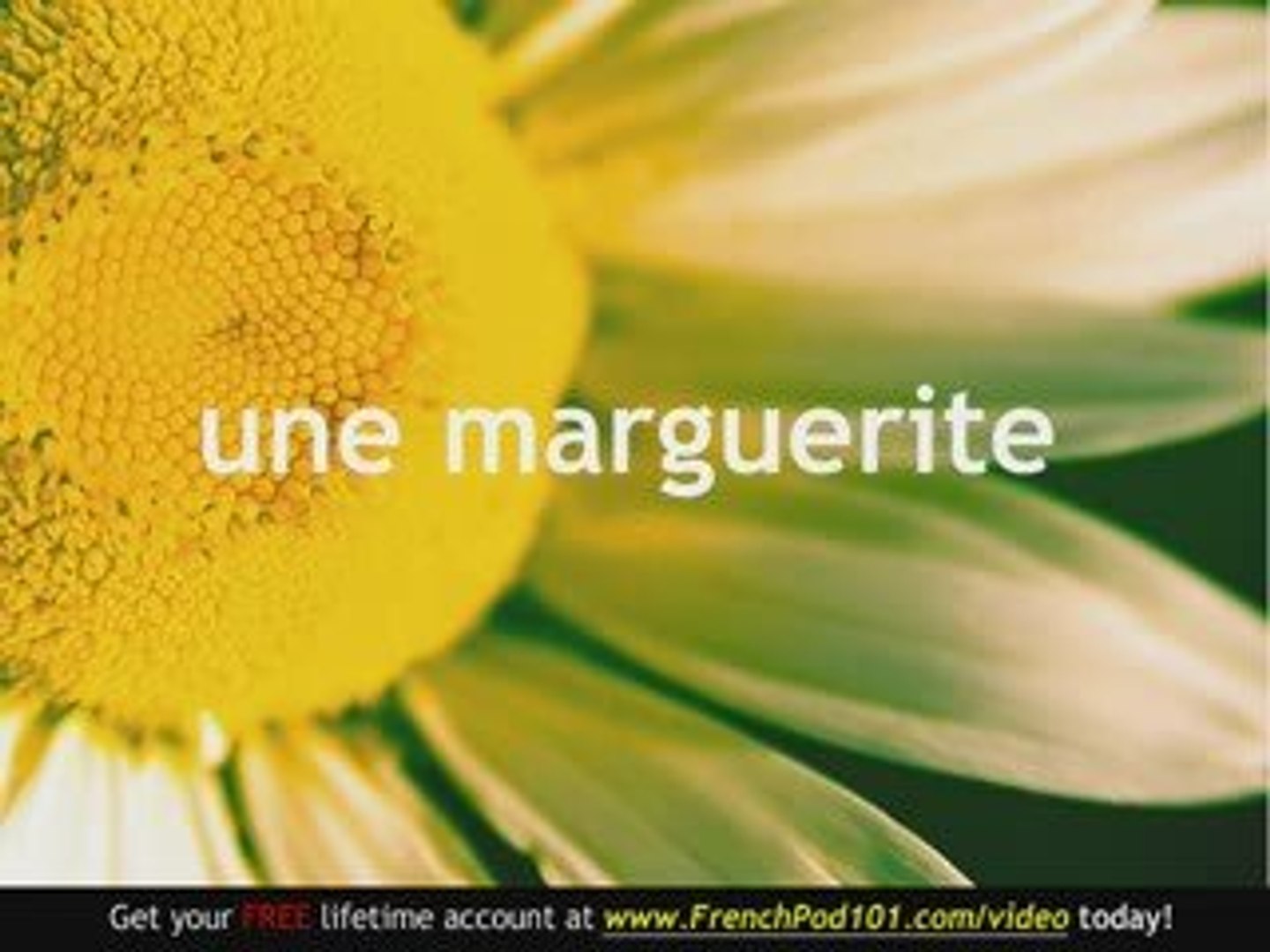 ⁣Learn French - French Plants Vocabulary