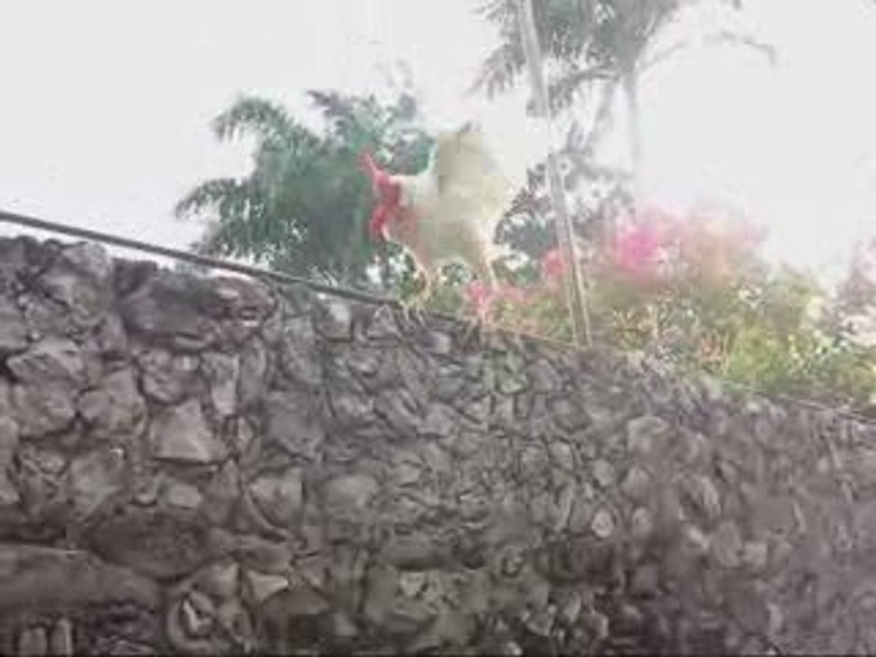 Gallo no puede bajar del muro (cock can't come down from the