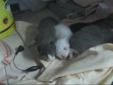Gatos recién nacidos (newborn kittens)