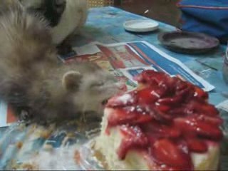 Hurón comiendo (ferret eating)