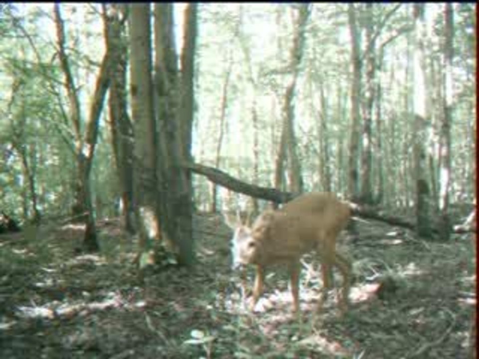 Jeune Brocard du Rohais