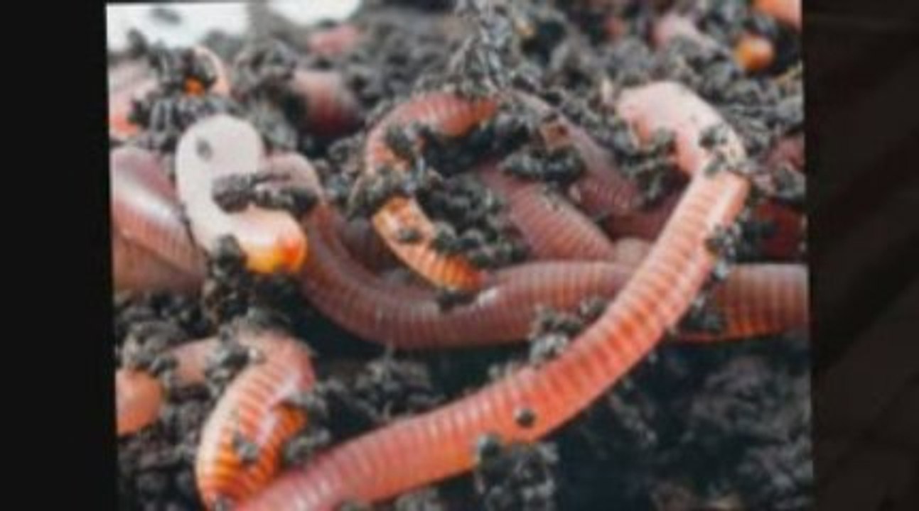 Create Worm Composter
