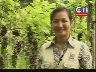 CTN Khmer News- 25 July 2009-1 Battambang Grape Farm