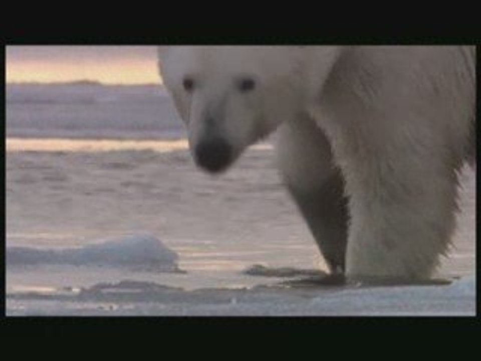 SAVE THE POLAR BEAR