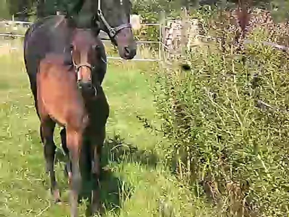 vaillante de vervent 1