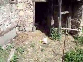 28.7.2009 bantam de pékin