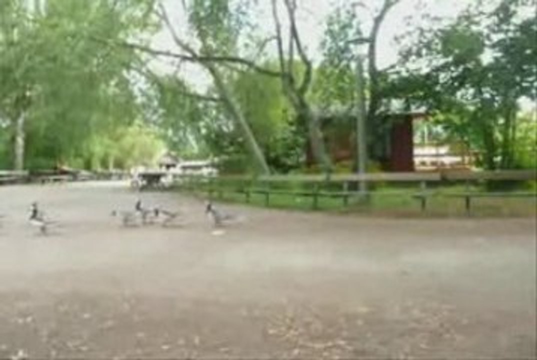 animaux