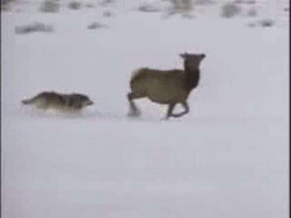 wolves hunting