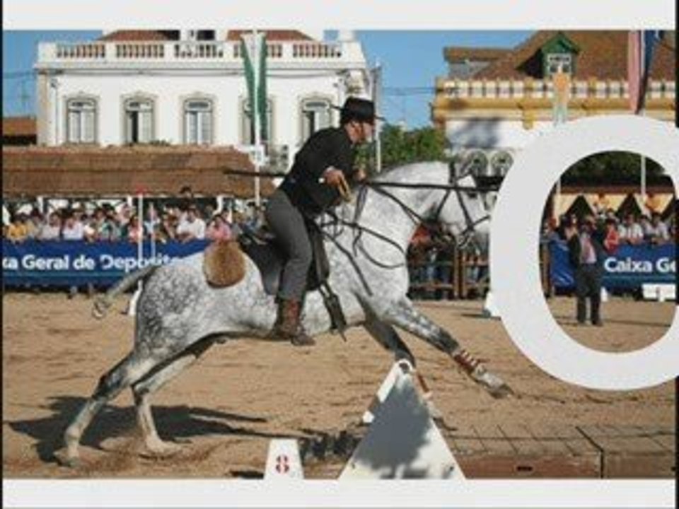 cheveaux lusitanos;cavalos lusitanos