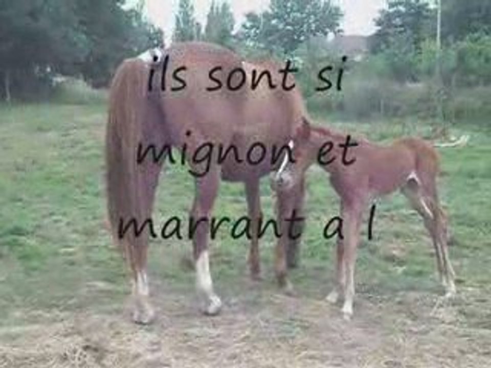 les chevaux