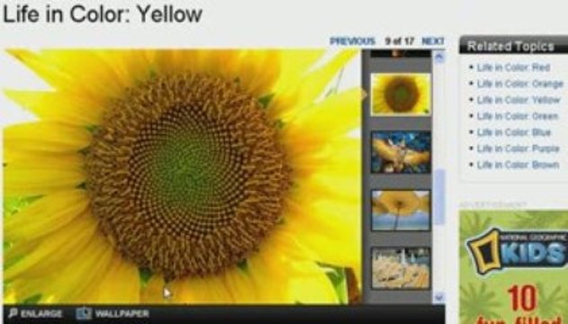 Cores Em Inglês: Como Dizer Amarelo Em Inglês - Yellow