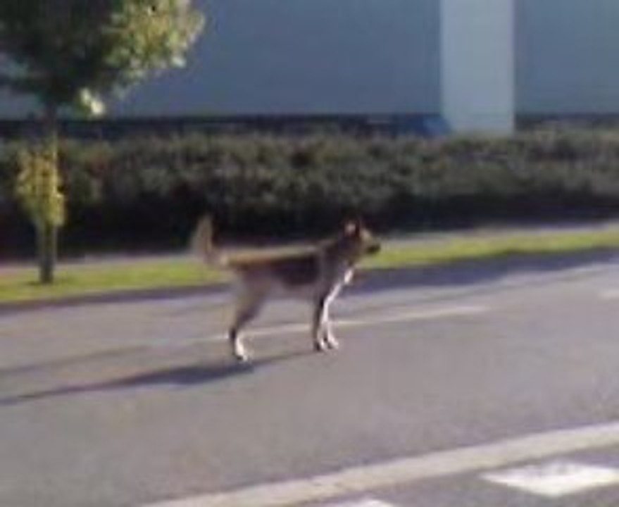 berger allemand "vins" chasse un lapin