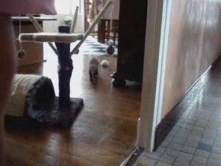 FURET VS CHAT