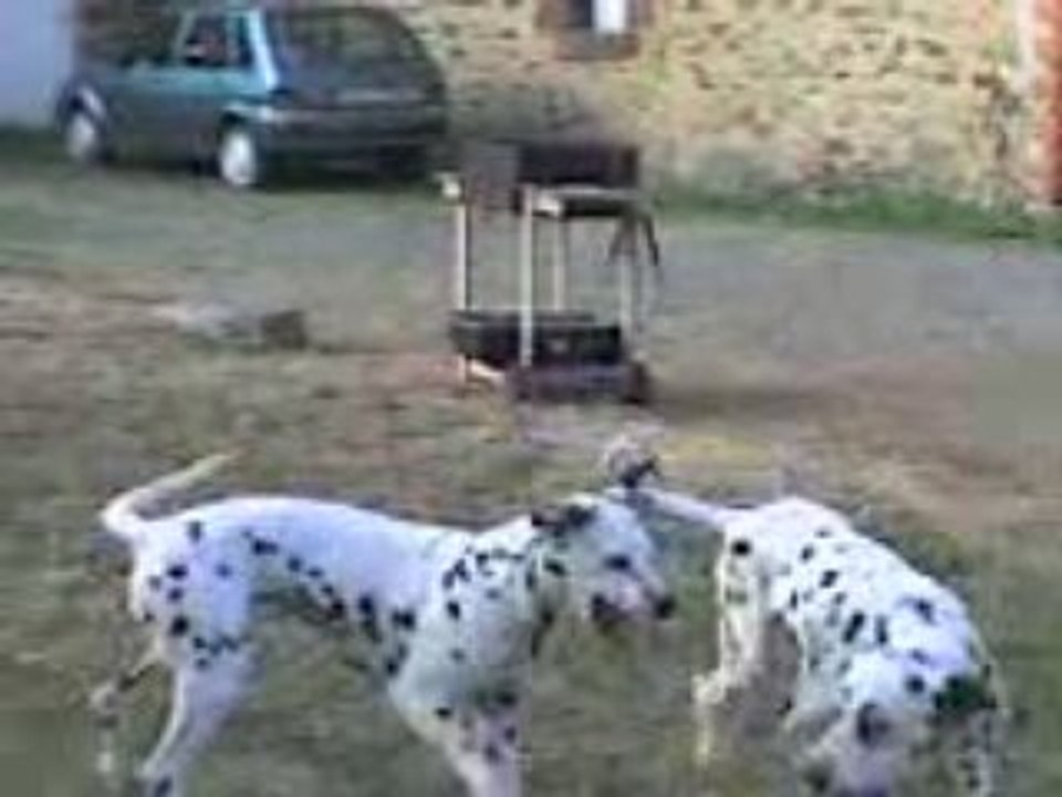 Deux dalmatiens