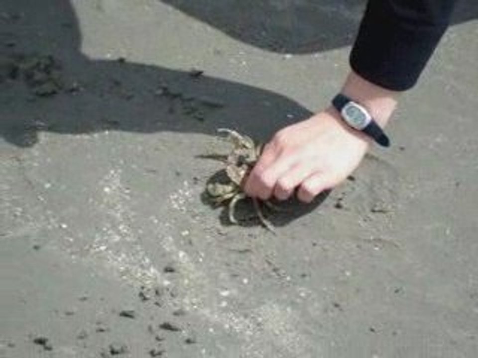 gage paradise island 2