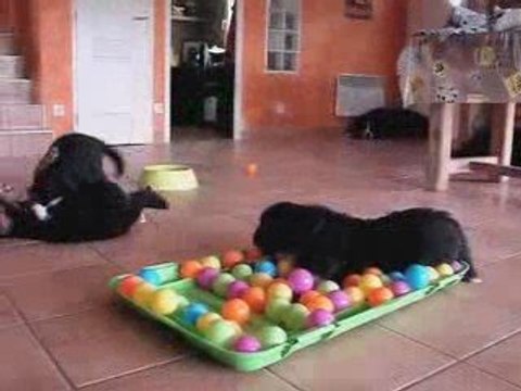 départ des bébés - bouviers bernois de l'empreinte de jais