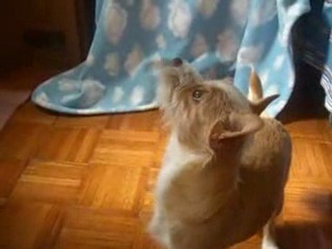 My Dog Dancing the Gummy bear song