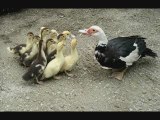 Prière des petits canards
