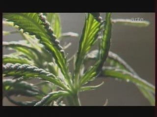 Le Chanvre une plante... 3 3