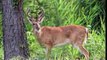 North Missouri Whitetail Deer Hunting