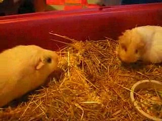 Première rencontre entre Cacahuète et Caline