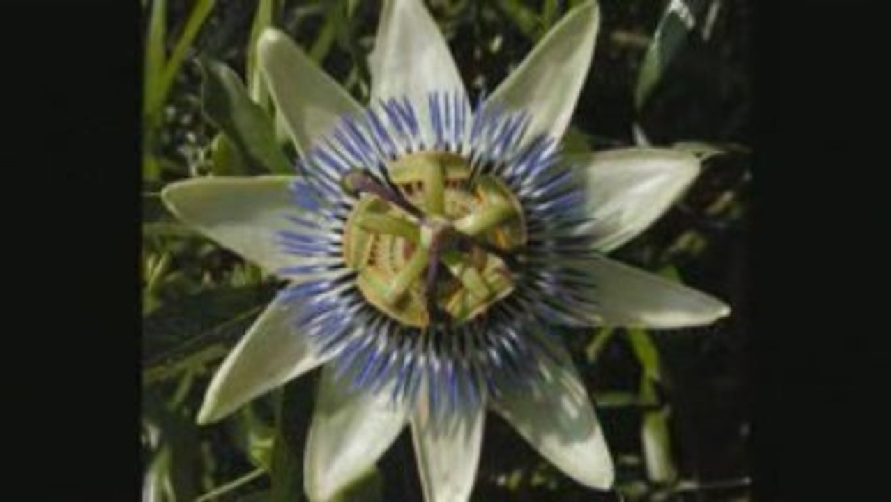 « Make me a channel of thy peace - St.Francis of Assisi » HD