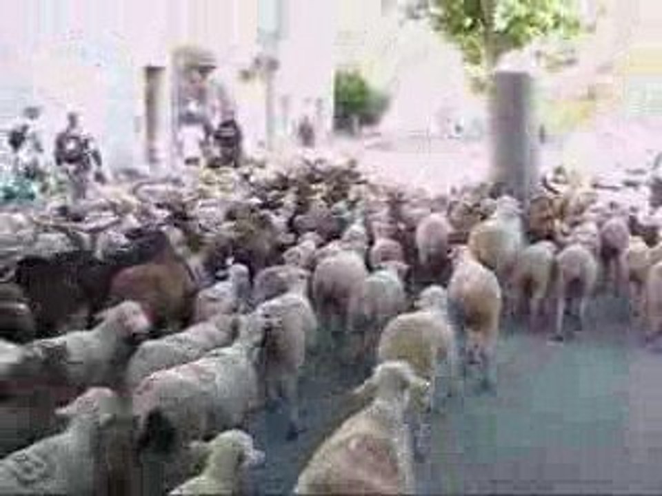 La trashumance Die 2009