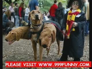 very funny animals best picture part 1