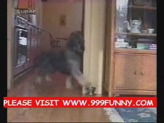 THE BEST CAT VIDEO YOU'LL EVER SEE and funny goose