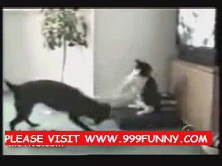 THE BEST CAT VIDEO YOU'LL EVER SEE part2