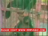 Funny monky dancing