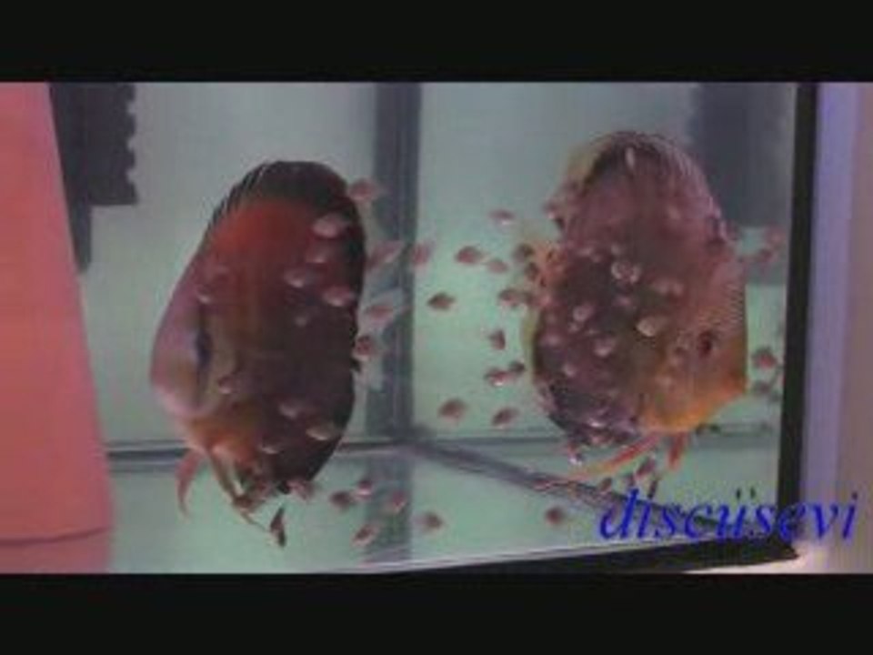 Rose Red - Discusevi