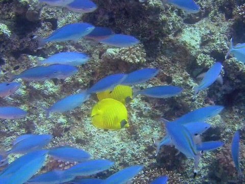 Voyage sous les Mers 3D - Film Annonce