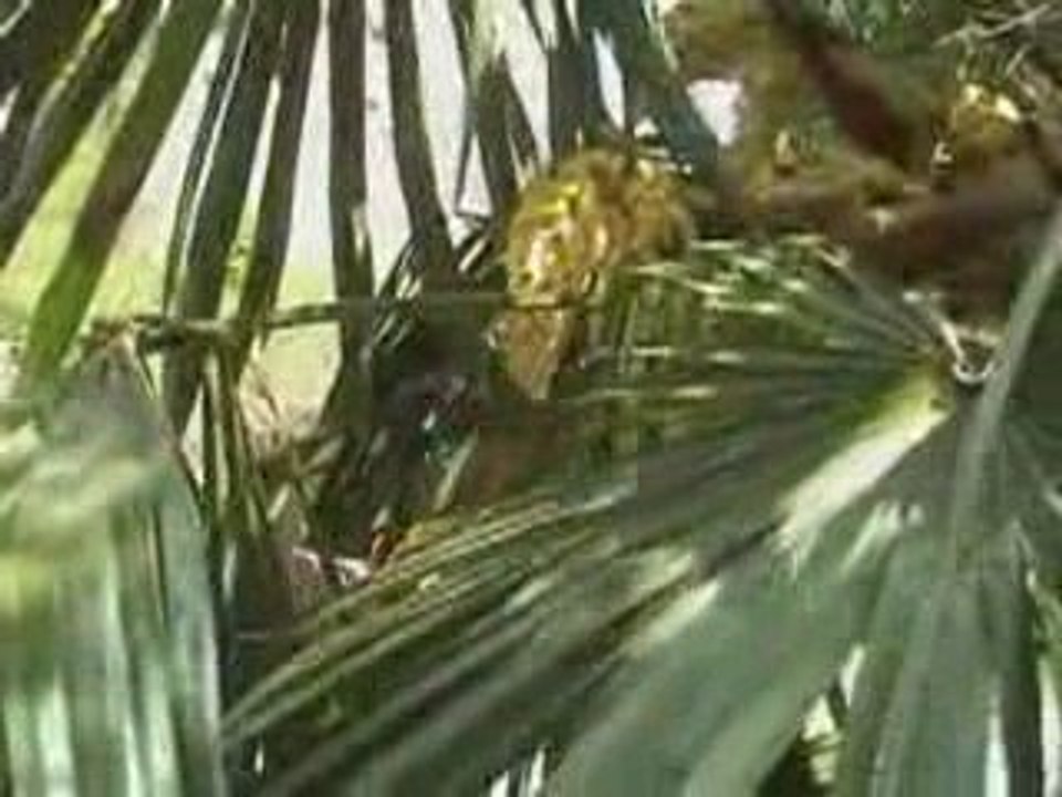 Histoires de jardins