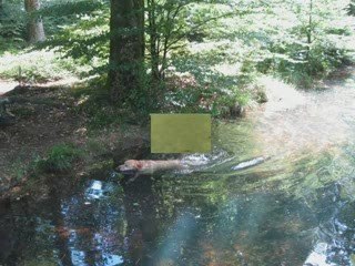 Ballade en forêt de Fréconrupt