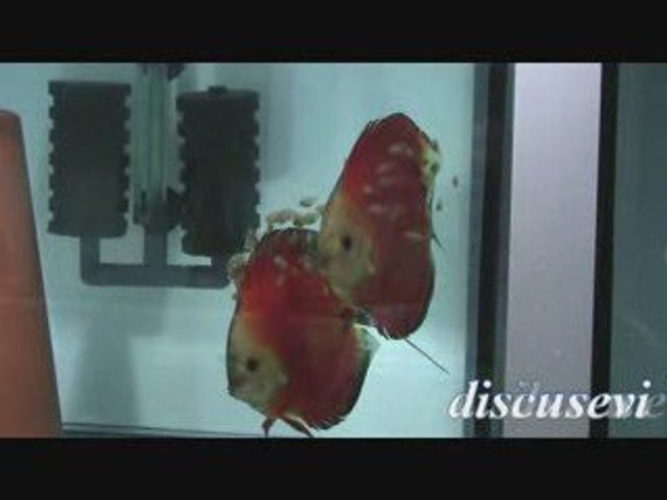 White Face Melon - Discusevi