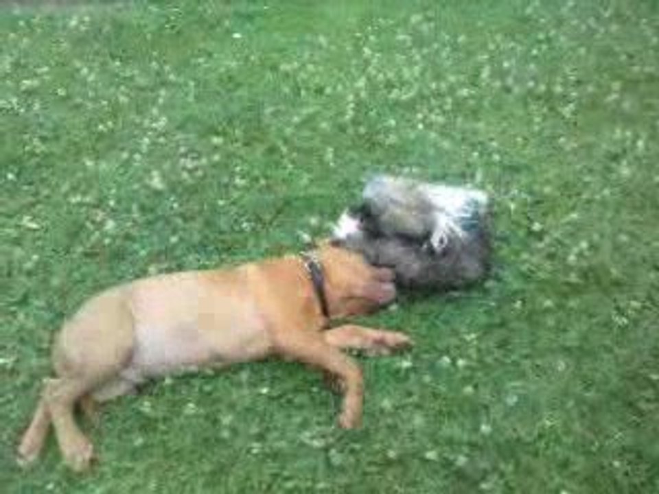 Dogue de bordeaux VS shih tzu